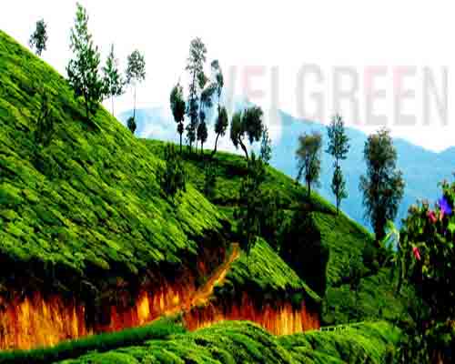 Welgreen Kerala Holidays